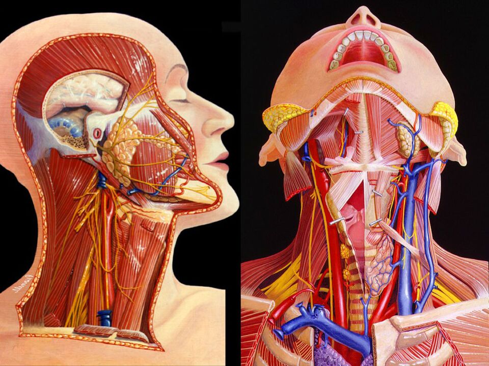 anatomia e qafës